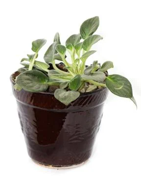 Violet in a pot on a white background Foto stock