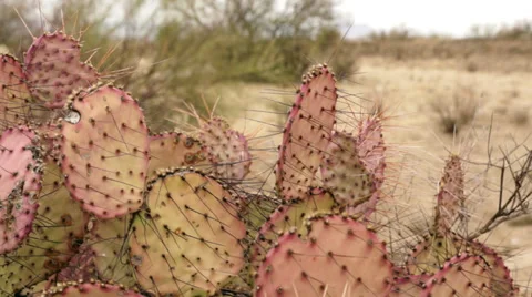 Violet Prickly Pear Cactus Dolly 스톡 동영상 38895158