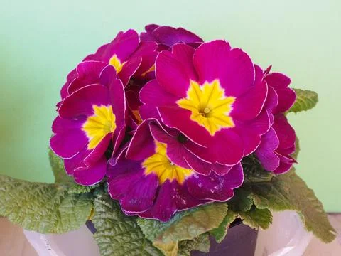 Violet primrose flower Stock Photos
