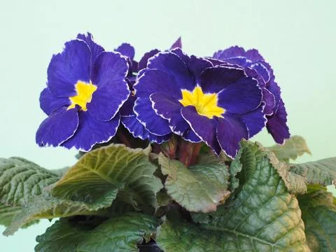 Violet primrose flower Stock Photos