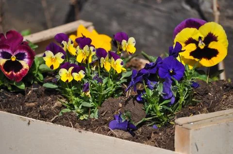 Violet primrose flower Stock Photos