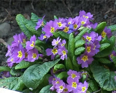 Violet Primrose Stock Footage 10856059