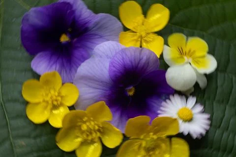 Violet primroses in a bed Stock Photos