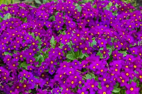Violet primroses Stock Photos
