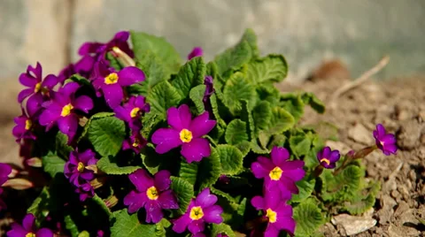Violet primula Stock Footage 36536249