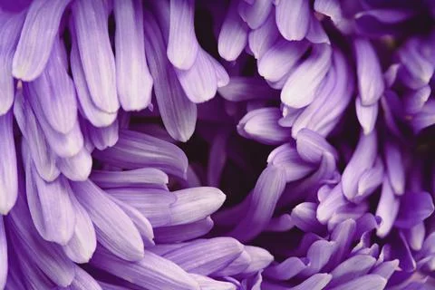 Violet purple aster flower closeup chrysanthemum type Stock Photos