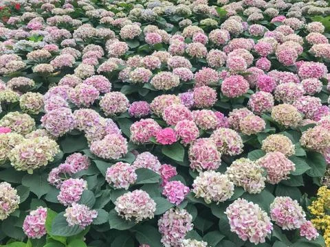 Violet Purple Hydrangea in the gerden Stock Photos