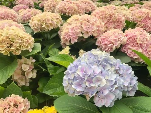 Violet Purple Hydrangea in the gerden Stock Photos