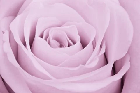 Violet rose close up Stock Photos