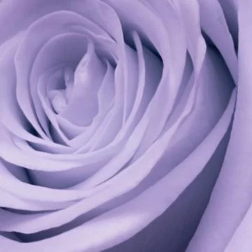 Violet rose close up Stock Photos