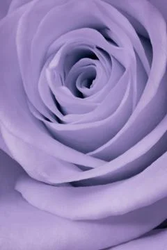 Violet rose close up Stock Photos