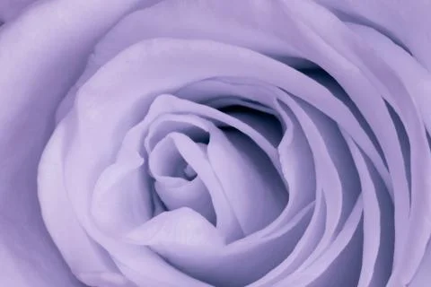 Violet rose close up Stock Photos