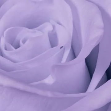 Violet rose close up Stock Photos