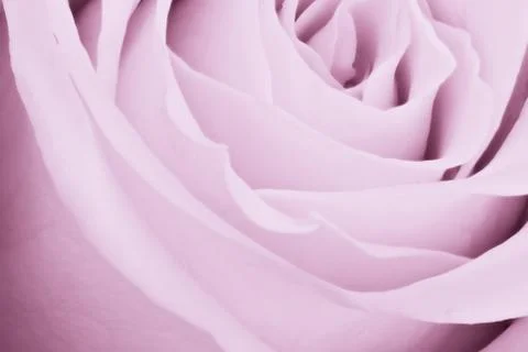 Violet rose close up Stock Photos