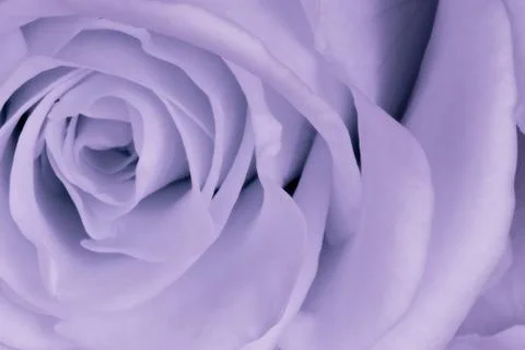 Violet rose close up Stock Photos