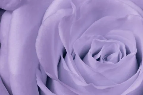 Violet rose close up Foto stock