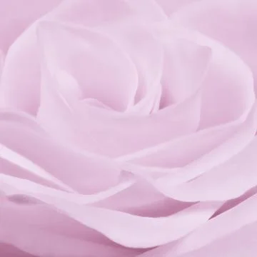 Violet rose close up Stock Photos
