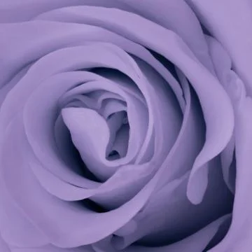 Violet rose close up Stock Photos