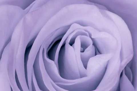 Violet rose close up Stock Photos