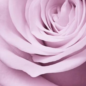 Violet rose close up Stock Photos