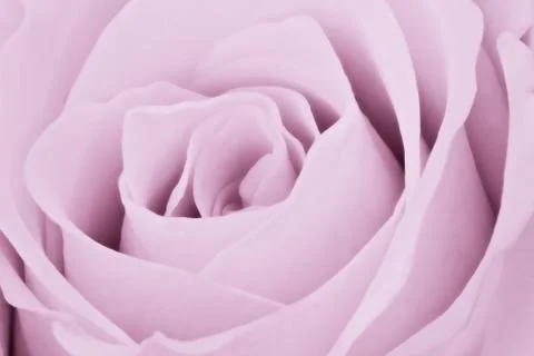 Violet rose close up Stock Photos