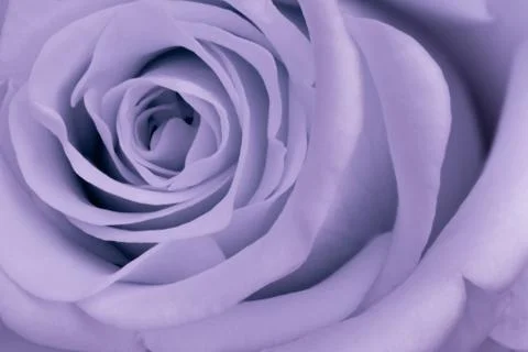 Violet rose close up Stock Photos