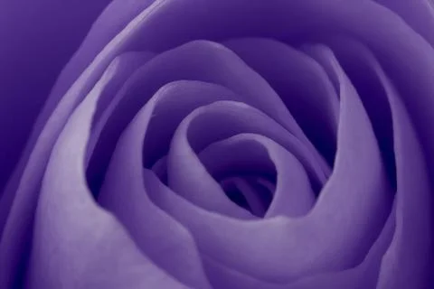 Violet rose macro Stock Photos