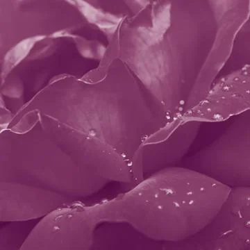 Violet rose macro Fotos de archivo