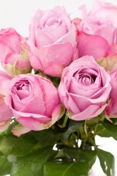 Violet rose Stock Photos