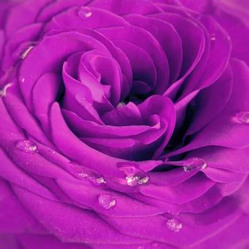 Violet rose Stock Photos