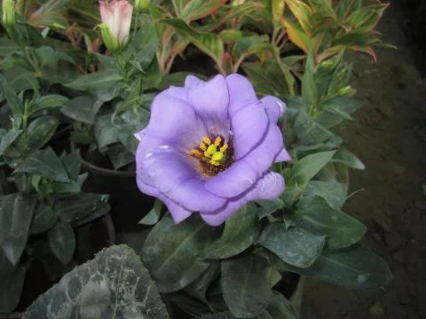 Violet Rose Фото