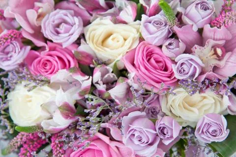 Violet roses. Background of roses. Stock Photos
