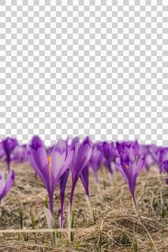 Violet saffron crocus flowers texture isolated PNG photo with transparent Stock Photos