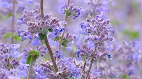 Violet Salvia Stock Footage 50407376