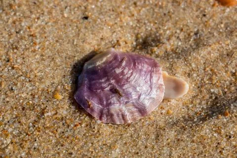 Violet shell in the sand at the beach of Spain Stock Photos