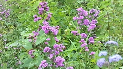 Violet small chrysant flower on wild flower field Stock Footage 124461847