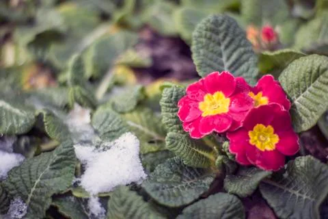 Violet in snow Stock Photos