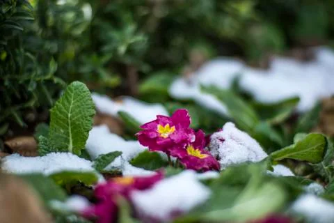 Violet in snow Stock Photos