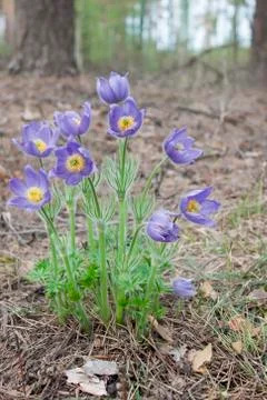 Violet snowdrops bloom in spring Stock Photos