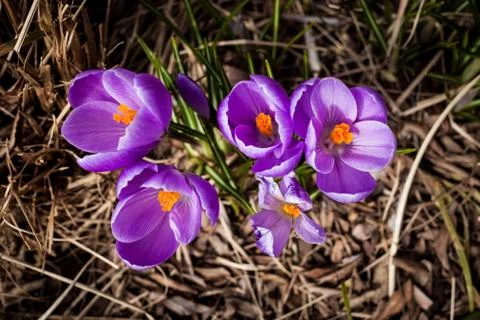 Violet snowdrops Stock Photos