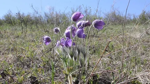 Violet snowdrops in spring meadow against blue sky Stock-Footage 130026804