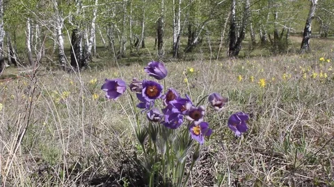 Violet snowdrops in spring meadow against blue sky Stock-Footage 130026826