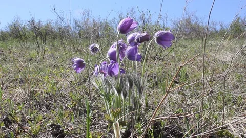 Violet snowdrops in spring meadow against blue sky Stock Footage 130030513