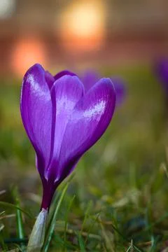 Violet spring crocus flower in the meadow. Stock Photos