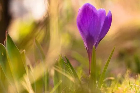 Violet spring crocus flower in the meadow. Stock Photos