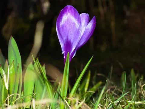 Violet spring crocus flower in the meadow. Stock Photos
