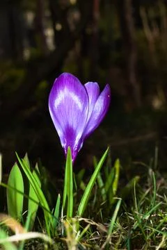 Violet spring crocus flower in the meadow. Stock Photos