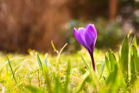 Violet spring crocus flower in the meadow. Stock Photos
