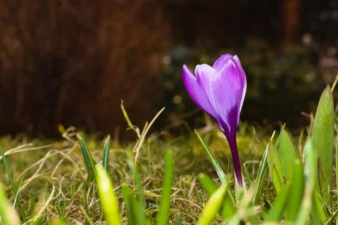 Violet spring crocus flower in the meadow. Stock Photos