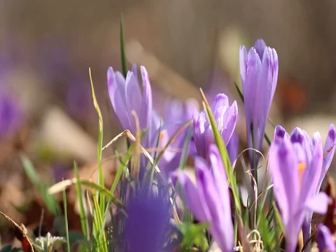 Violet spring crocus flower, shallow dof Video stock 83787313
